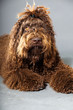 Barbet dog on grey background. French Water Dog. Studio shot.
