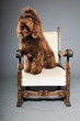 Barbet dog on grey background. French Water Dog. Studio shot.