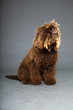 Barbet dog on grey background. French Water Dog. Studio shot.
