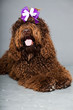 Barbet dog on grey background. French Water Dog. Studio shot.