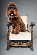 Barbet dog on grey background. French Water Dog. Studio shot.
