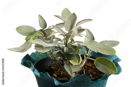 Photo: pianta di salvia in vaso pianta di salvia in vaso