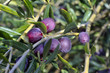 Photo: Les olives Les olives