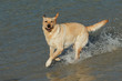 Photo: Golden retriever running and playing on the beach Golden retriever running and playing on the beach