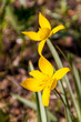 Photo: Narcissus and daffodil spring flower Narcissus and daffodil spring flower