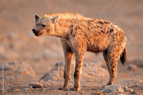 Photo: Spotted hyena, Etosha National Park Spotted hyena, Etosha National Park