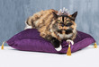 Photo: She's a pampered pet She's a pampered pet
