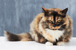 The picture of feline perfection