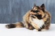 Golden eyes and a perfect coat