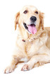 The best companion