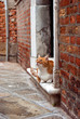 brooding ginger cat