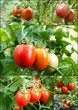 set of tomatoes grow on twigs