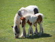 Horse And Foal