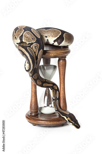 Photo: Royal Python with hourglass Royal Python with hourglass