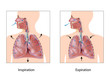 Cycle of breathing, inspiration expiration, eps10