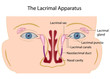 The lacrimal gland, eps10