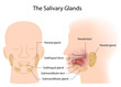 Salivary glands, eps10
