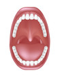 Mouth anatomy, eps8