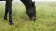 Pferd weidet
