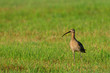 canvas print picture - Großer Brachvogel