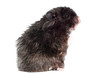 black fluffy hamster