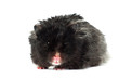 black hamster portrait isolated