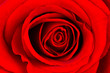Close-up of a bright red rose
