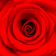 Close-up of a bright red rose