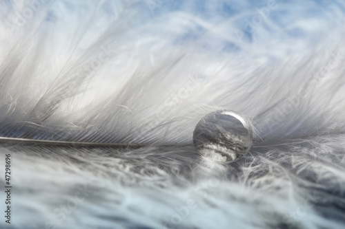 Photo: white feather and one dew drop white feather and one dew drop