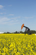 Oil Pump and Canola Field