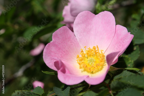 Photo: pink rosa canina pink rosa canina