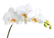 beautiful orchid, isolated on white