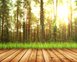 sunlight in autumn forest