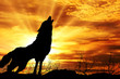 wolf howling at the sunset