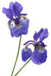 iris