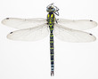 Dragonfly isolated on white