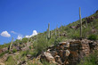 Giant Saguaro Cactus, Saguaro National Park, Sonoran Desert, Tuc