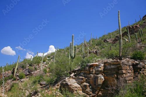 Photo: Giant Saguaro Cactus, Saguaro National Park, Sonoran Desert, Tuc Giant Saguaro Cactus, Saguaro National Park, Sonoran Desert, Tuc