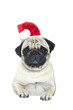 Photo: Portrait of a pug dog in a Santa Claus hat Portrait of a pug dog in a Santa Claus hat