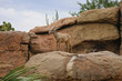 Big Horn Sheep ( famale ). Desert Museum, Tucson USA