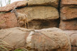 Big Horn Sheep ( famale ). Desert Museum, Tucson USA