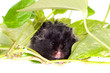 black hamster in green leaves