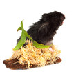 black fluffy hamster