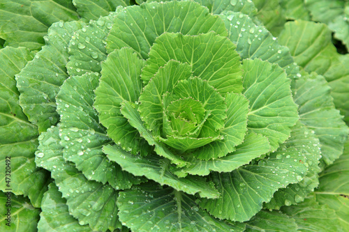 Photo: Close up Cabbage Close up Cabbage
