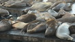 Video: Sea lions on a wooden platform (Zalophus californianus) Sea lions on a wooden platform (Zalophus californianus)