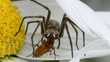 Jagdspinne erbeutet Käfer