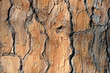 texture of tree bark