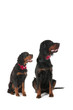 Dogs dressed for the party