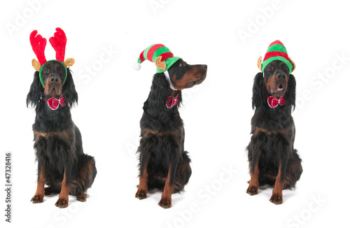 Photo: Dogs for Christmas Dogs for Christmas