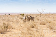 Zebras looking to the camera